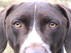 Good Dog