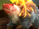 Possum Death Spree, Episode 2