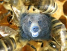 President Bear, Episode 6
